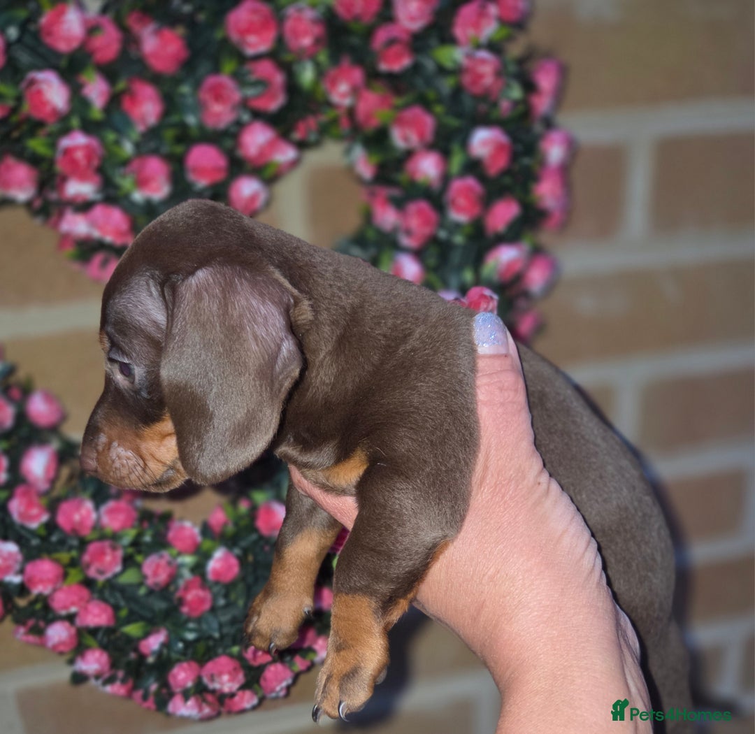 Miniature Dachshund dogs for sale: Kc registered quality mini dachshund puppies - Image 17