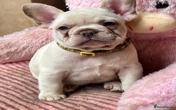 French Bulldog dogs for sale: Beautiful French Bulldog Puppies - Image 31