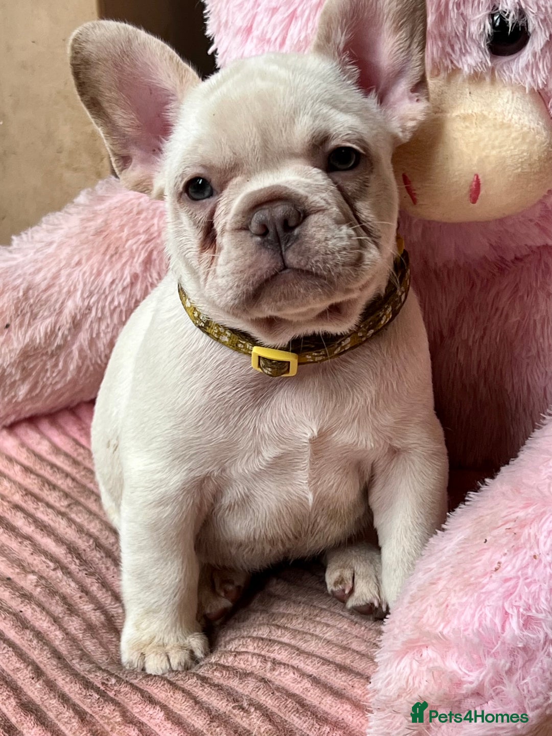 French Bulldog dogs for sale: Beautiful French Bulldog Puppies - Image 31