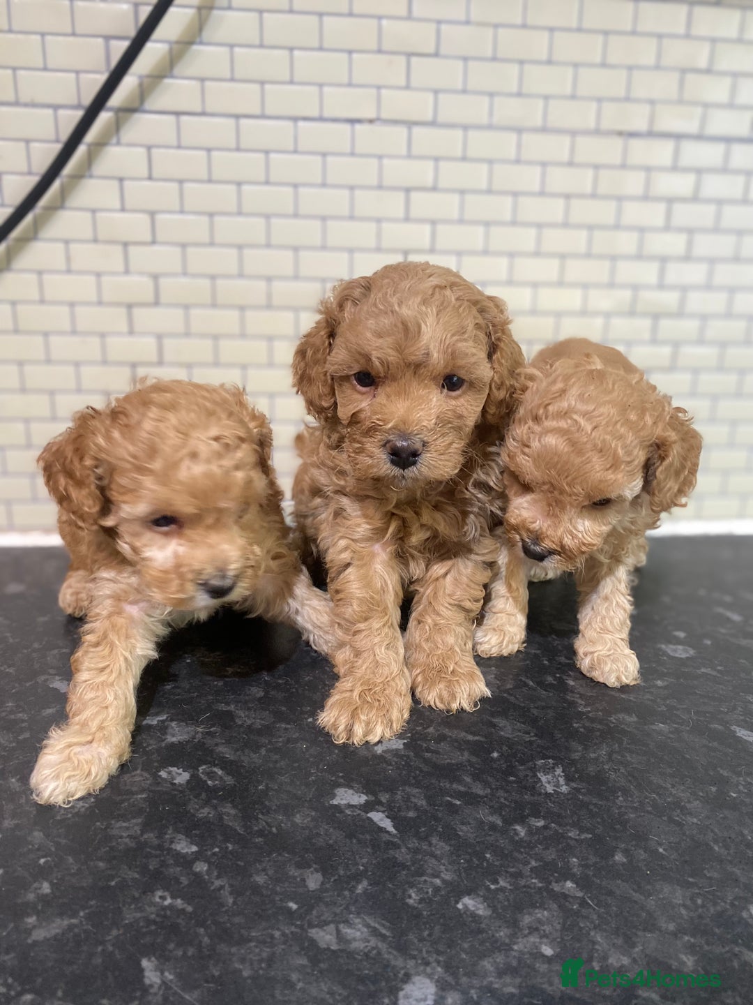 Toy Poodle dogs for sale: Toy Poodle Pups 5 🌟 Council License  - Image 8