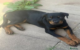 Rottweiler dogs for sale: Rottweiler for sale - Image 4