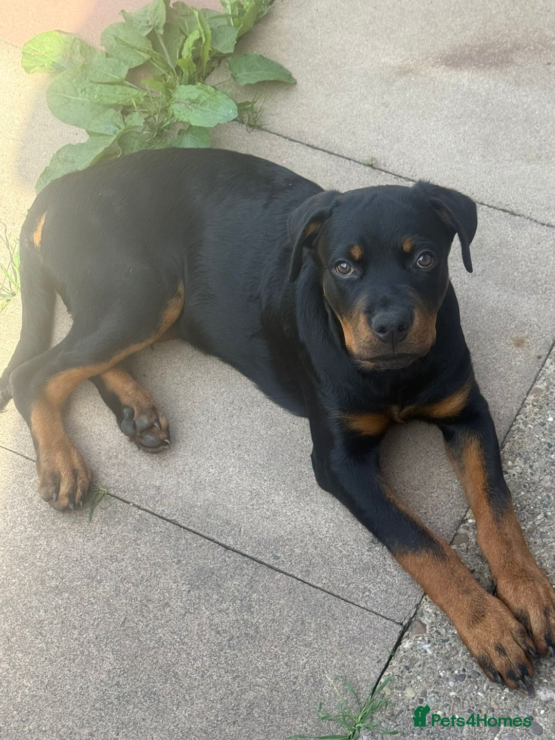 Rottweiler dogs for sale: Rottweiler for sale - Image 4