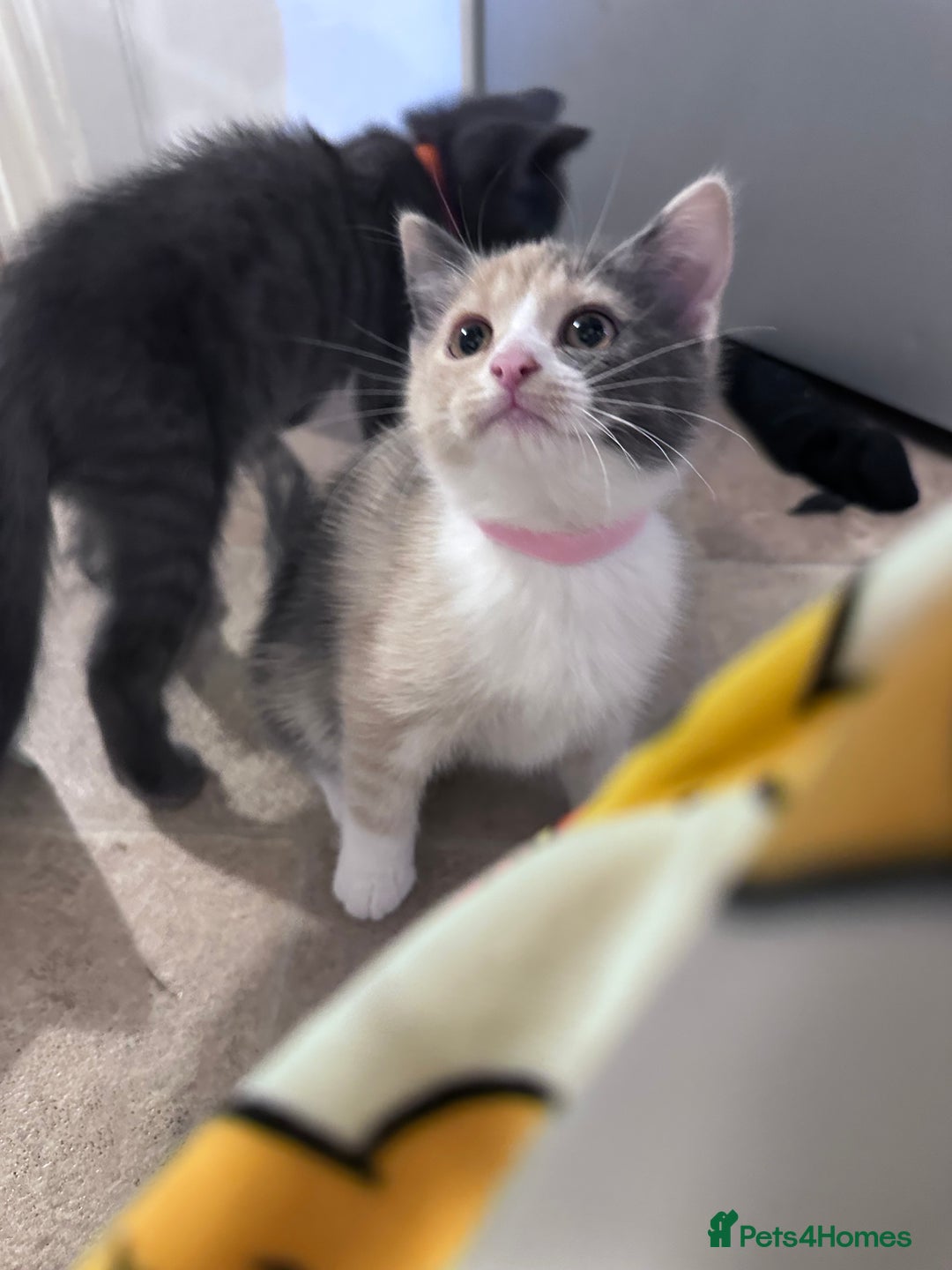 Siberian cats for sale: Siberian cross kittens - Image 8