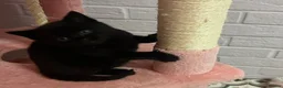 Russian Blue cats for sale: Mixed Russian blue black kitten 🩷 - Advert 8