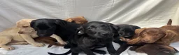 Labrador Retriever dogs for sale: Gorgeous Labrador puppies  - Advert 25