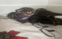 Mixed Breed cats for sale: 2 girl long haired tabby kittens  - Image 14