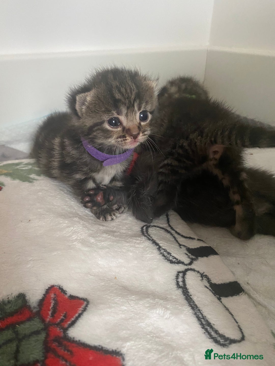 Mixed Breed cats for sale: 2 girl long haired tabby kittens  - Image 14
