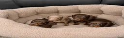 Miniature Dachshund dogs for sale: True miniature dachshund puppies  - Advert 3
