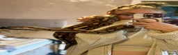 Python Snake reptiles for sale: Female friendly ball python  in Mansfield - Advert 6