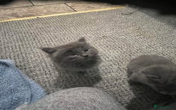 Mixed Breed cats for sale: Very friendly beautiful fluffy kittens  - Image 24