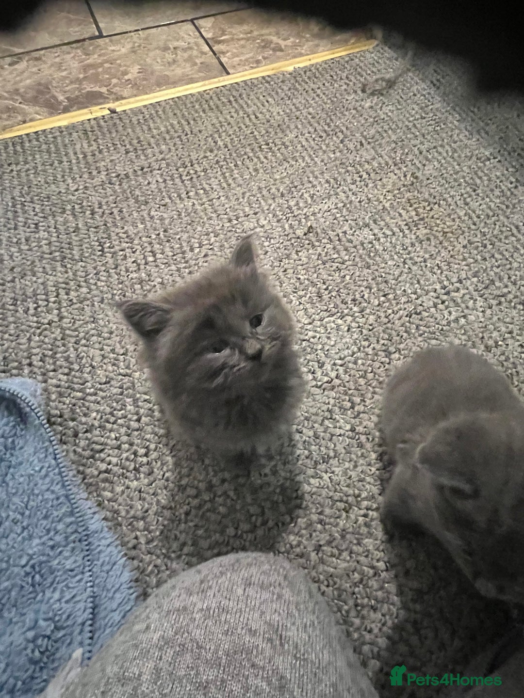 Mixed Breed cats for sale: Very friendly beautiful fluffy kittens  - Image 24