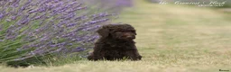Spanish Water Dog dogs for sale: Spanish water dog  - Advert 22