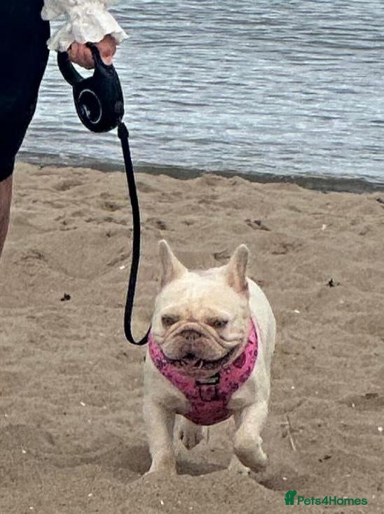 French Bulldog dogs Frenchie puppy’s  - Advert 2