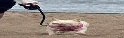 French Bulldog dogs for sale: Frenchie puppy’s  - Advert 1