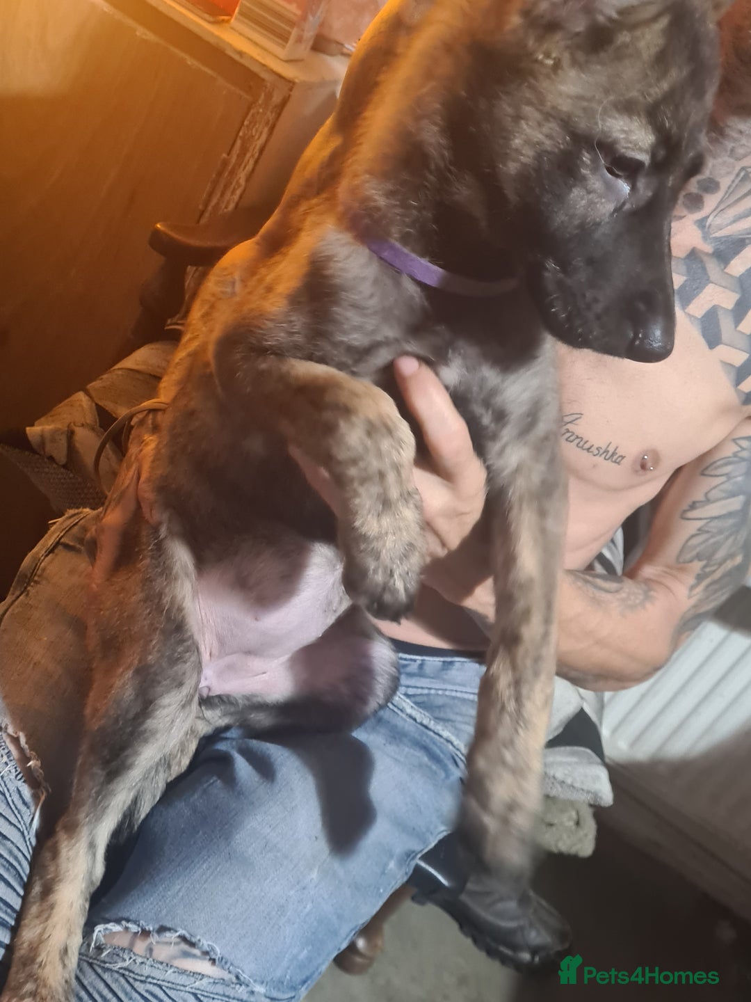 German Shepherd dogs for sale: German sheperd puppies in Rotherham - Image 2
