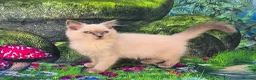 Ragdoll cats for sale: GCCF Registered Ragdoll Kittens  - Advert 24
