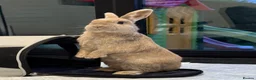 Mixed Breed rabbits for sale: Nibbles and Nora  in Southampton - Advert 11