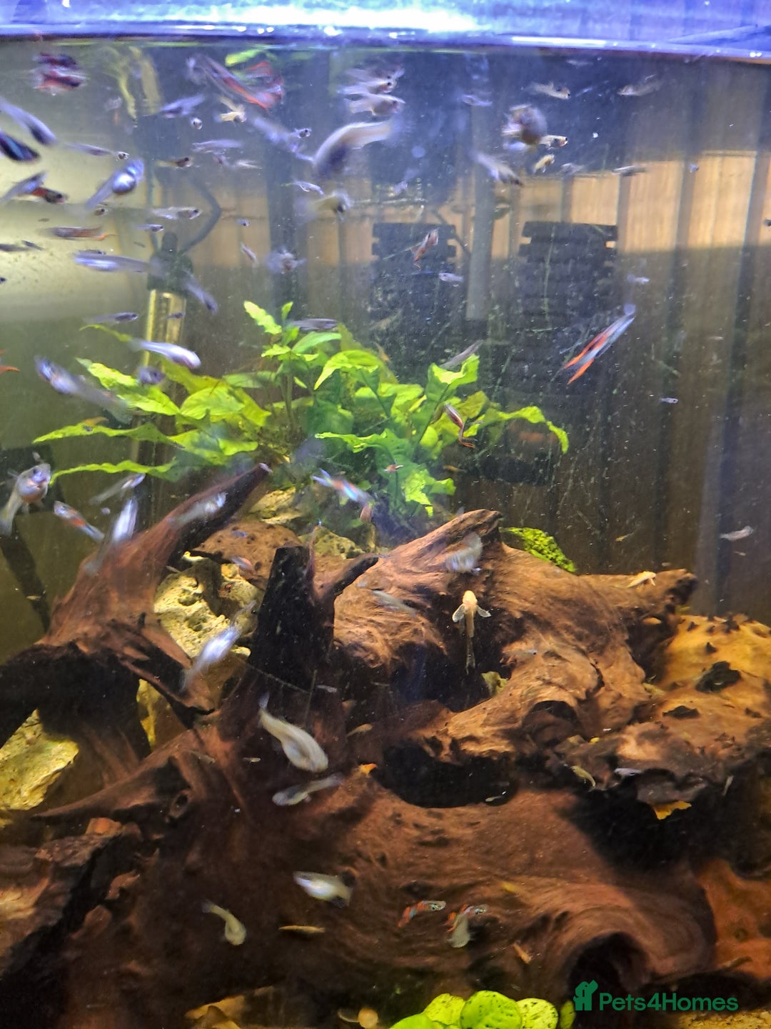 Plecos fish for sale: Endler guppies/Albino plecos - Advert 1