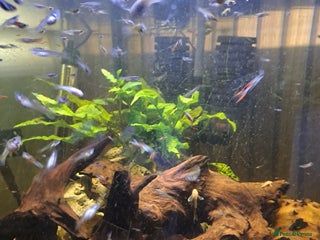 Plecos fish Endler guppies/Albino plecos - Advert 5