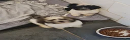 Mixed Breed dogs for sale: Shizu-tibetan terrier  - Advert 13