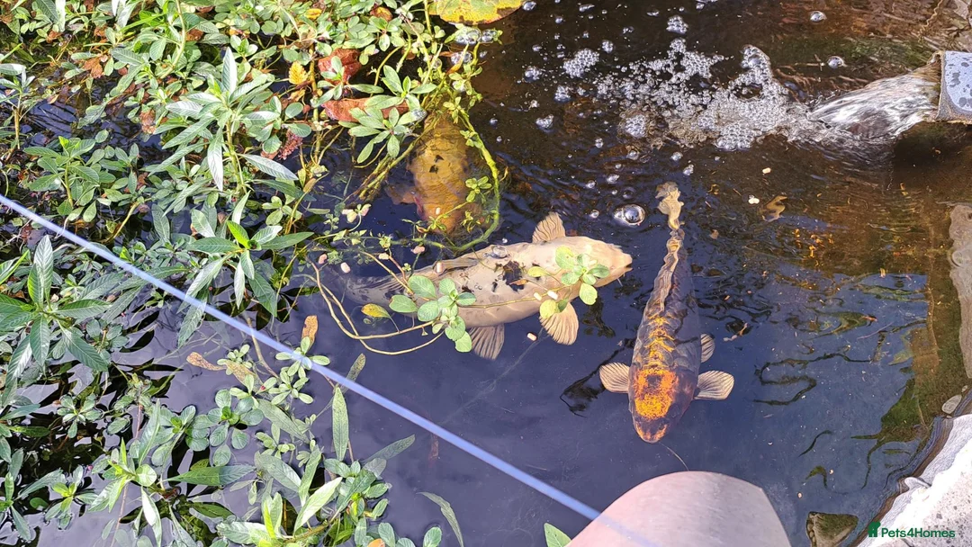 Koi Carp fish for sale: Three Koi Carp in Steyning - Advert 1