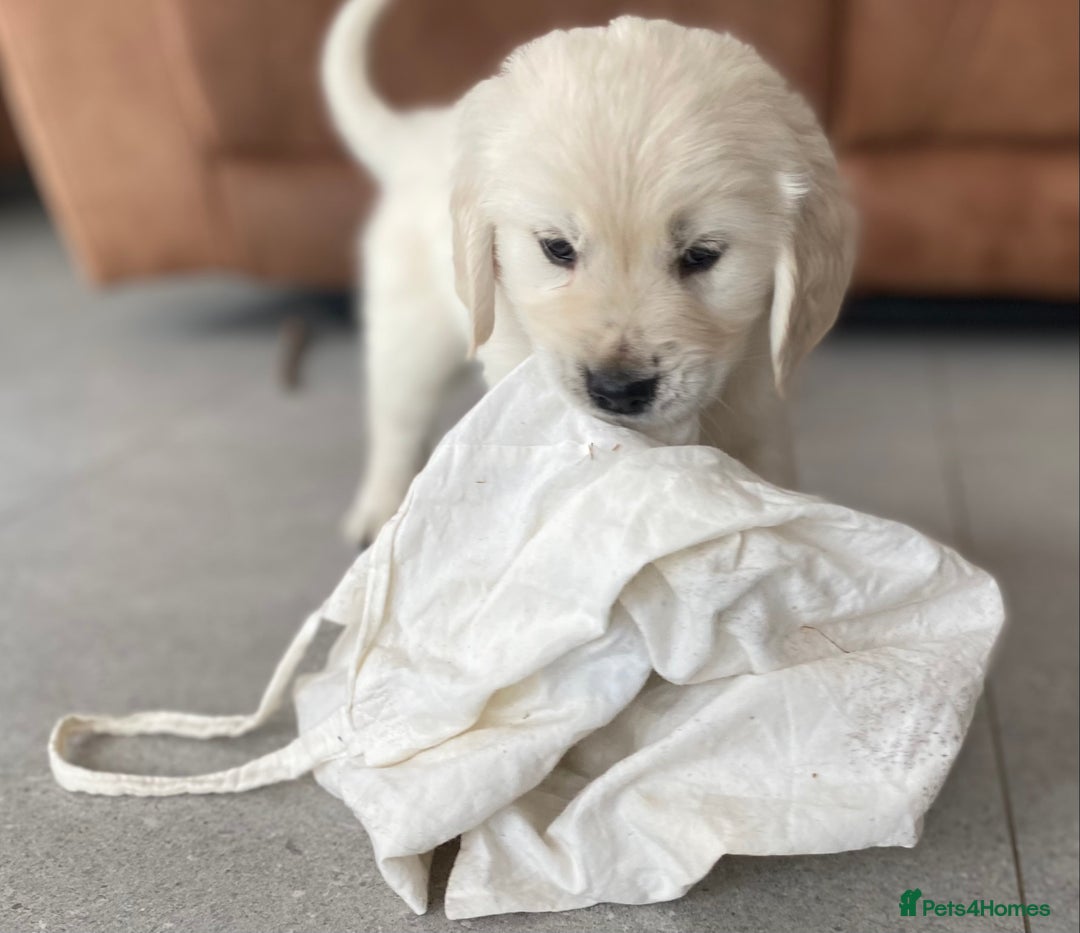 Golden Retriever dogs for sale: Golden retriever puppies for sale - Image 6