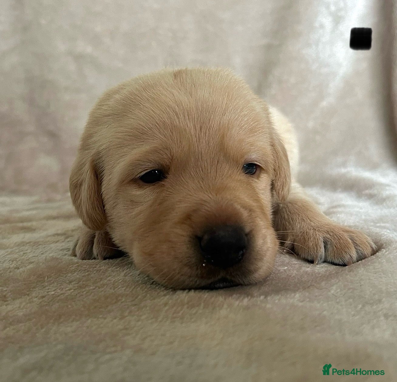 Labrador Retriever dogs *4 left*beautiful purebred Labrador Retrievers❤️ - Advert 17