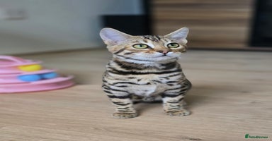 Bengal cats - Advert 11