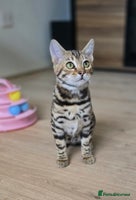 Bengal cats - Advert 14