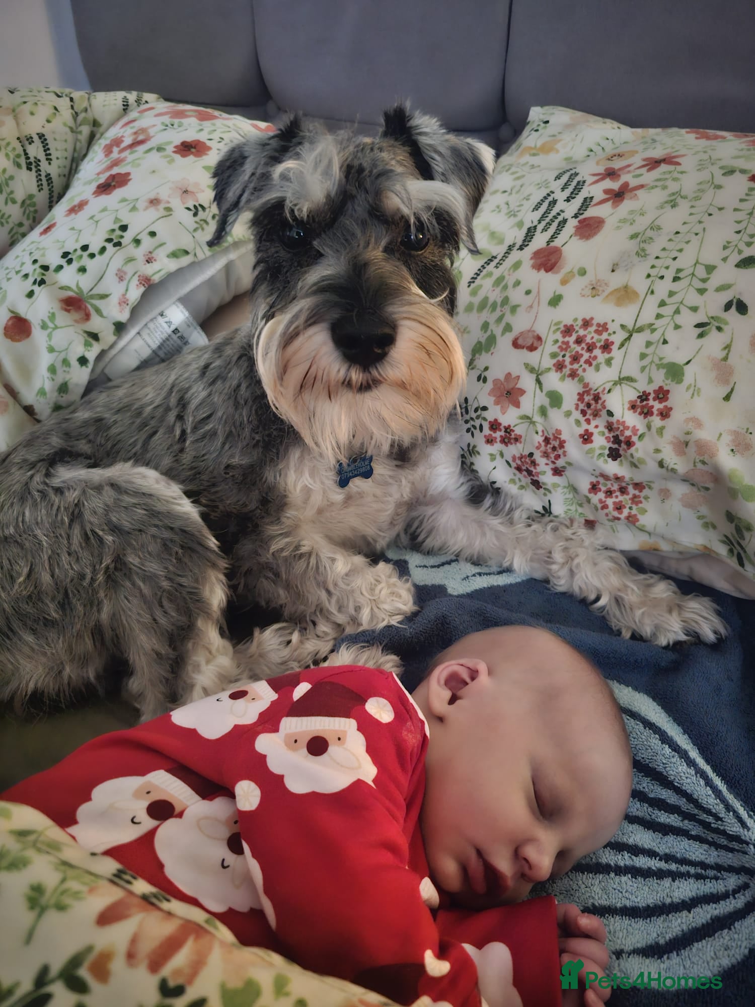 Mixed Breed dogs Patterdale cross miniature schnauzer puppies  - Advert 2