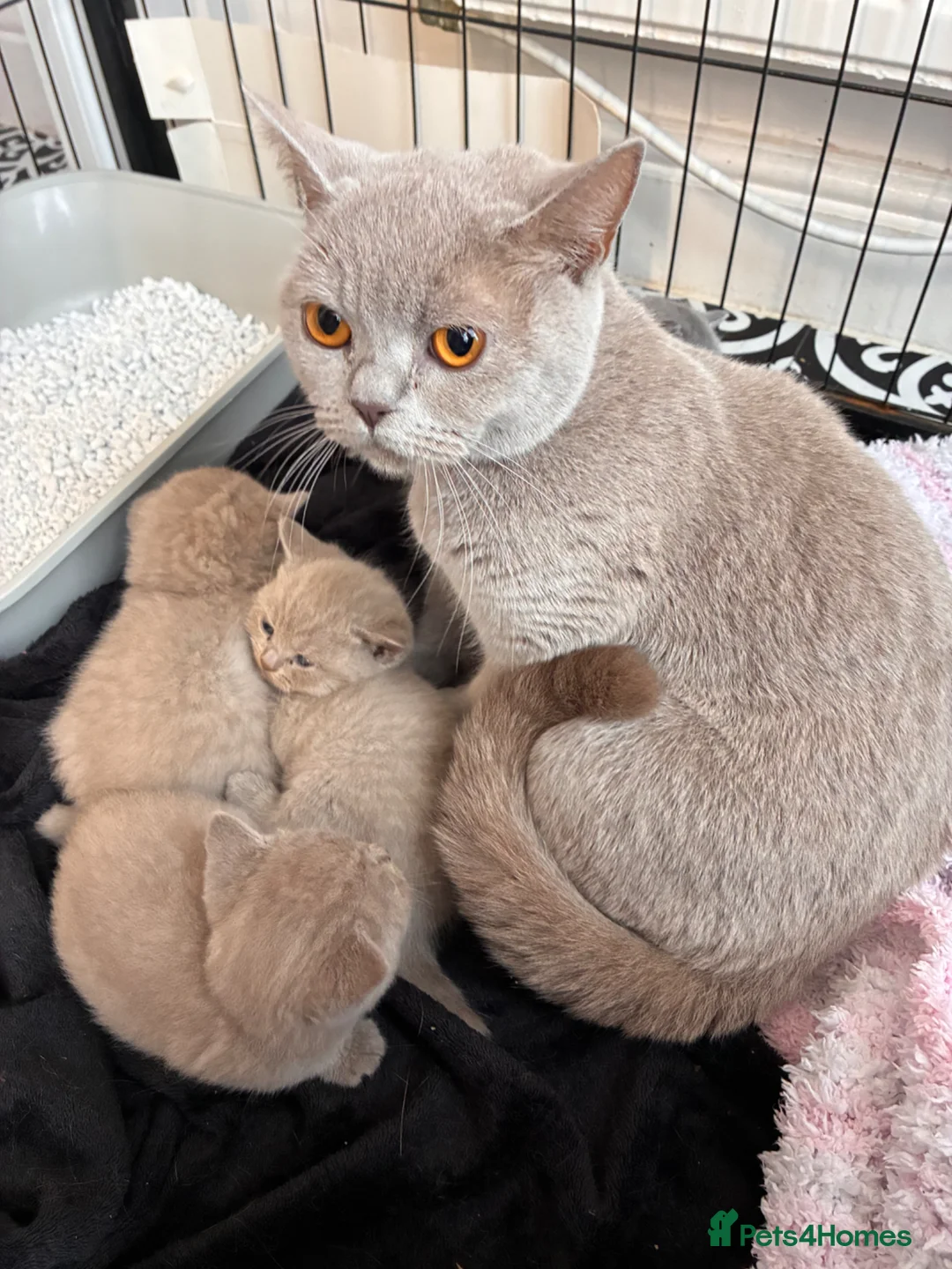 British Shorthair cats for sale: Blue British short hair male kitten  - Advert 8