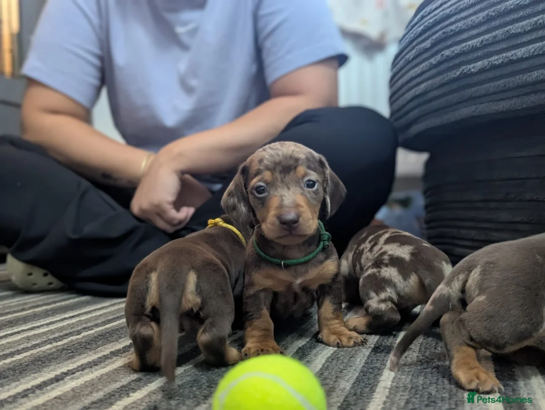 Dachshund dogs for sale: Last 2 Gorgeous Dapple Dachshund Puppies - Advert 38