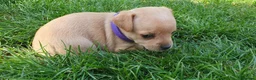 Mixed Breed dogs for sale: Beautiful Puppies  in Martock - Advert 8