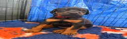 Dobermann dogs for sale: Exceptional kc pedigree dobermann puppies   - Advert 6