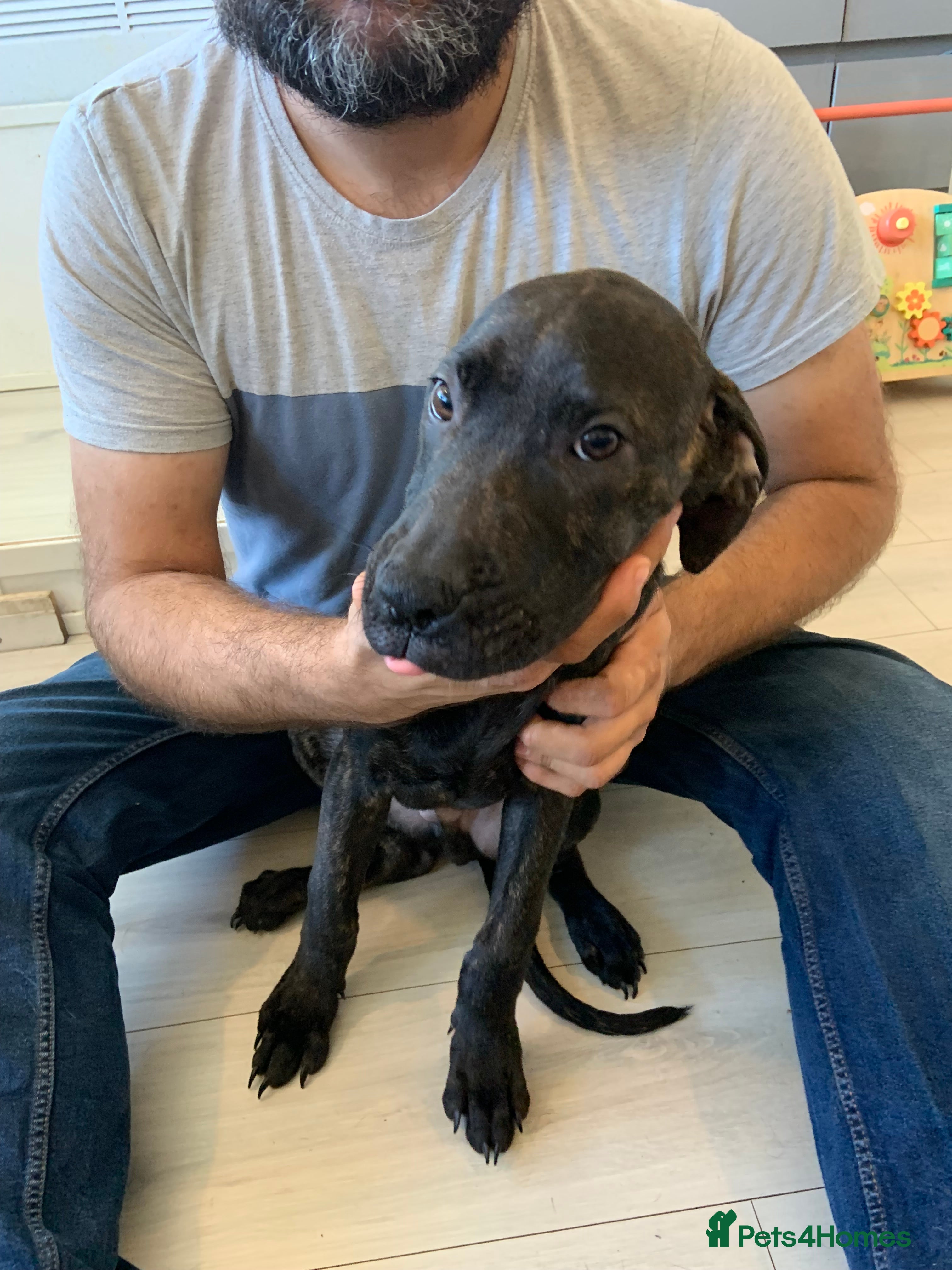 Mixed Breed dogs Cane corso cross staffs - Advert 2