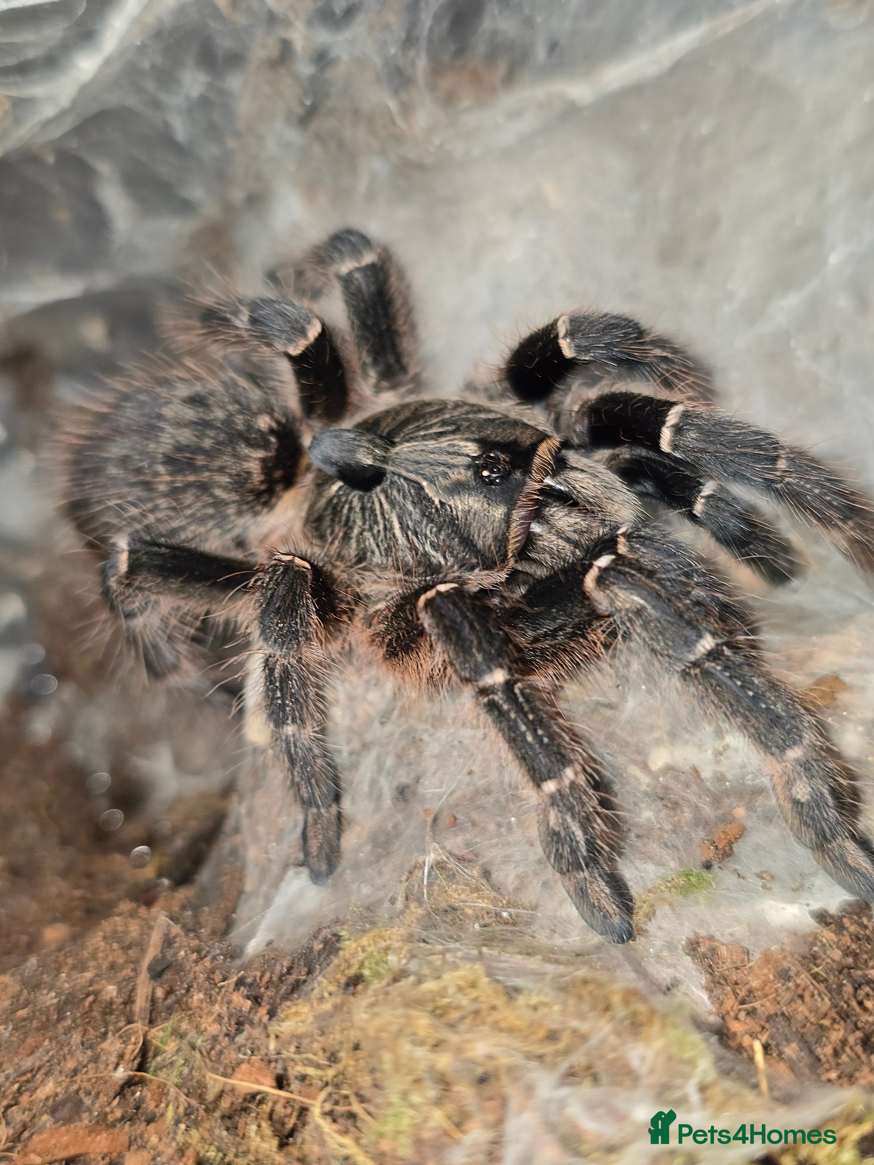 Tarantulas invertebrates Tarantulas - Advert 2