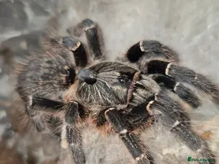 Tarantulas invertebrates Tarantulas - Advert 2