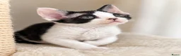 Devon Rex cats for sale: Devon Rex Kittens GCCf Registered Champions - Advert 4