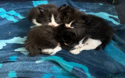 Mixed Breed cats for sale: Half Ragdoll Kitten - Image 2