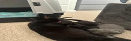 Mixed Breed cats for sale: Kittens 1 grey boy 2 red girls in Doncaster - Advert 10