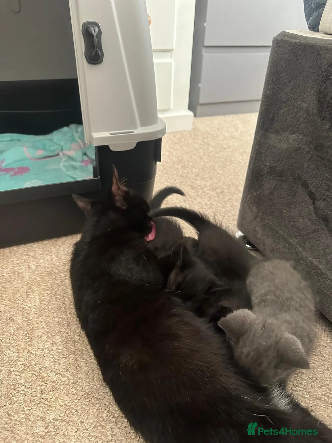 Mixed Breed cats for sale: Kittens 1 grey boy 2 red girls in Doncaster - Advert 10