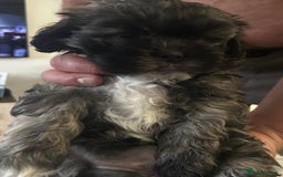 Zuchon dogs for sale: ONE LAST GORGEOUS GIRL  - Image 4