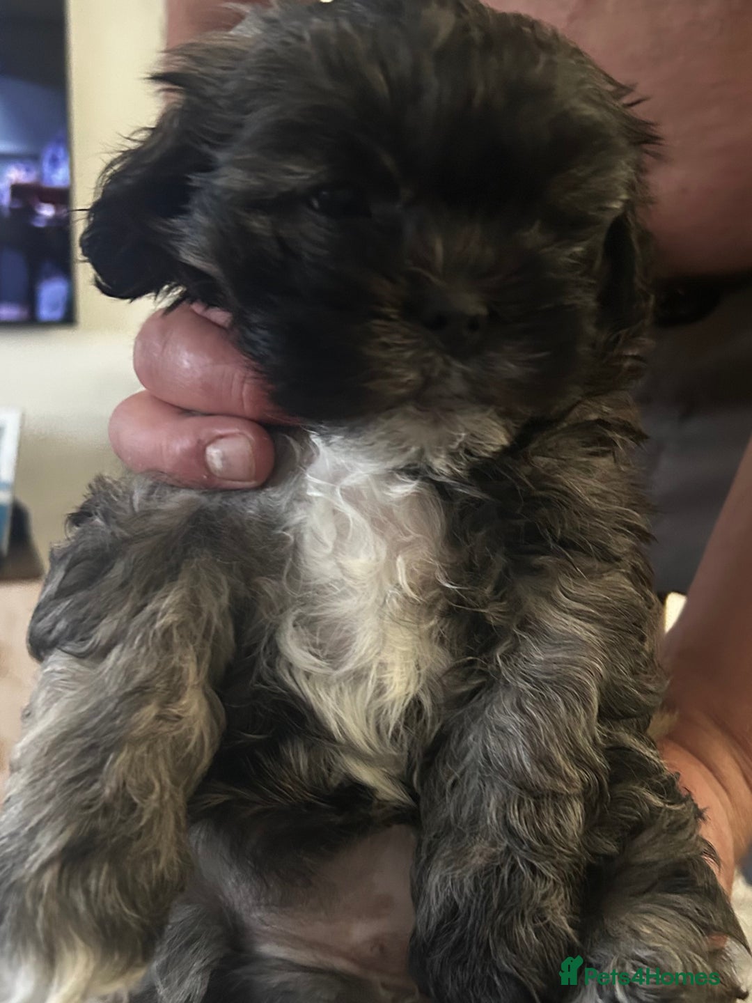 Zuchon dogs for sale: ONE LAST GORGEOUS GIRL  - Image 4