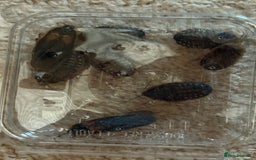 Bearded Dragon reptiles for sale: Bearded dragon! Zuko  - Image 3