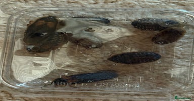 Bearded Dragon reptiles - Advert 5