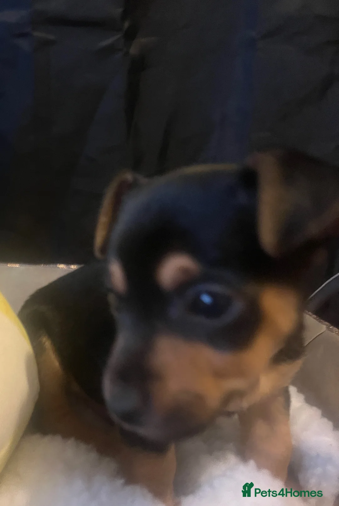 Jack Russell dogs for sale: Miniature rare natural bobtailed jack Russells - Advert 22