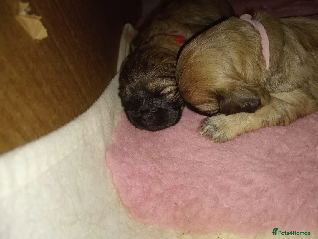 Cava Tzu dogs for sale: CAVA TZU FOR SALE - Advert 17