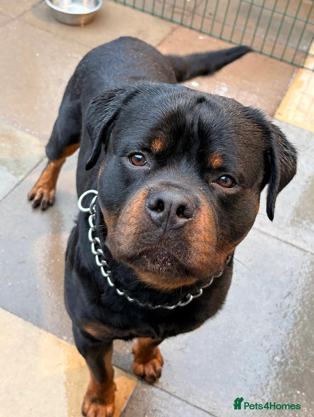 Rottweiler dogs for stud: KC ROTTWEILER FOR STUD  - Advert 2