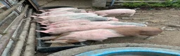 Pig livestock for sale: Large White Cross Weaners - Advert 5