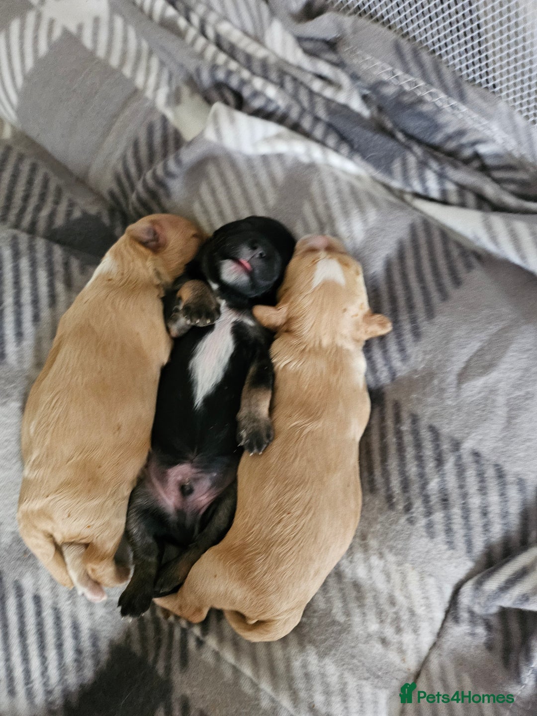 Mixed Breed dogs for sale: Malshi-poo puppies  - Image 3